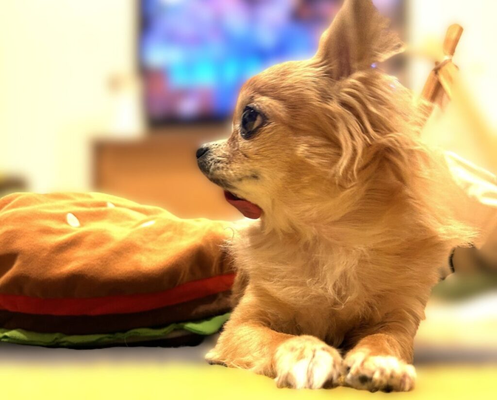 愛玩動物飼養管理士2級の勉強を見守るようにこちらを見つめる元保護犬チワワのラテまるの横顔アップ写真