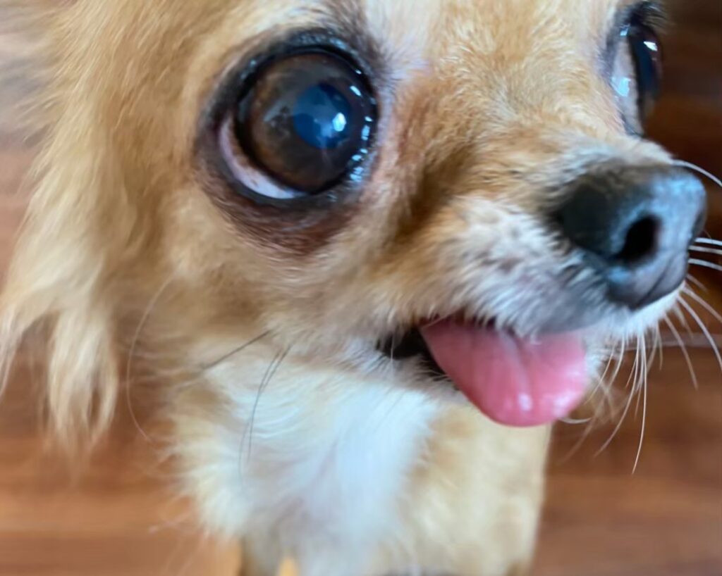 チワワの目の下が黒く見える涙やけの状態 初期のラテまるの様子