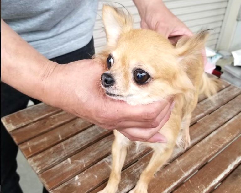 保護施設で保護されていた頃の保護犬チワワのラテまる。優しい目でこちらを見つめている様子