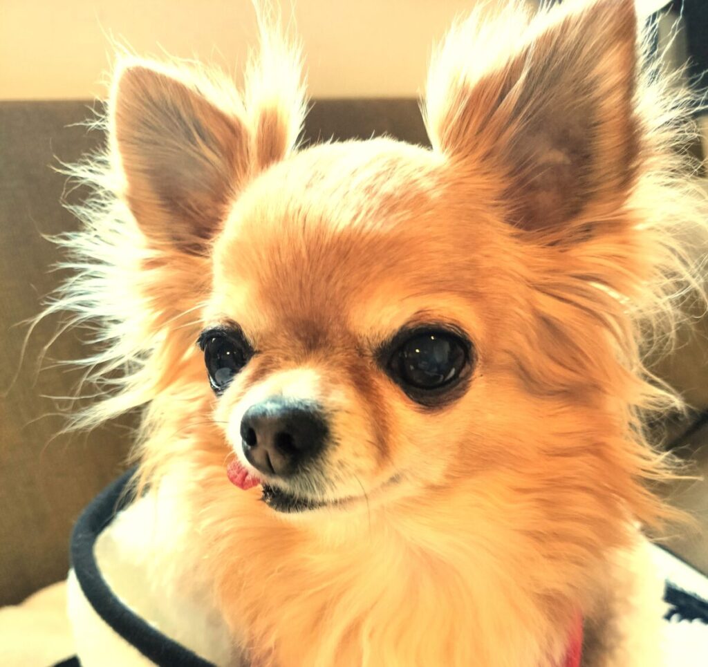 音に耳を傾けて周囲を警戒する保護犬チワワのラテまる