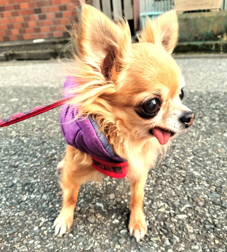 商店街のシャッター音にびっくりして警戒する保護犬チワワのラテまる