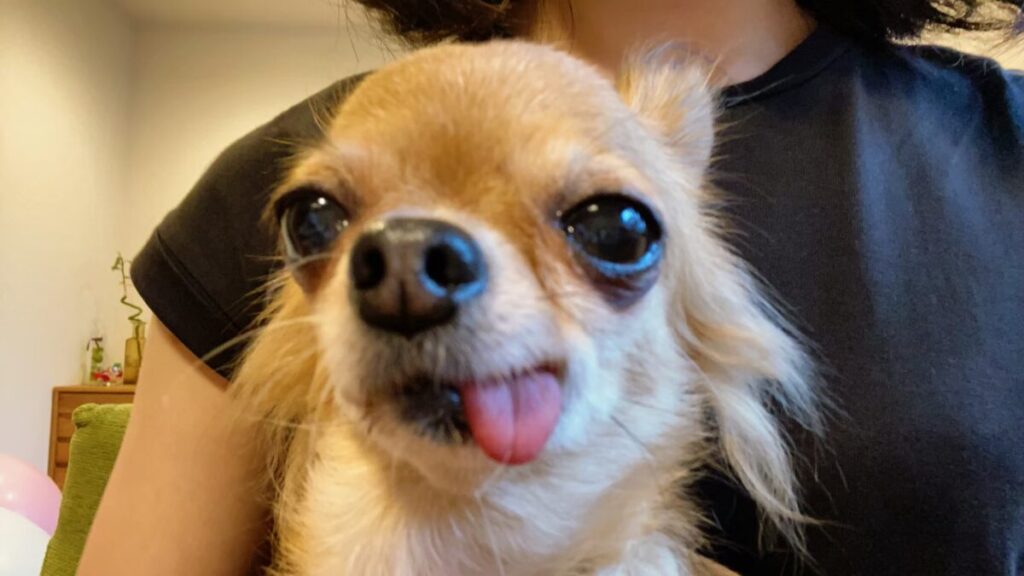 チワワの目の下が黒く涙やけが見られるラテまるの様子