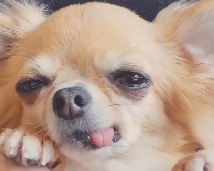 涙やけで目の下が黒く見えるチワワ ラテまるの様子