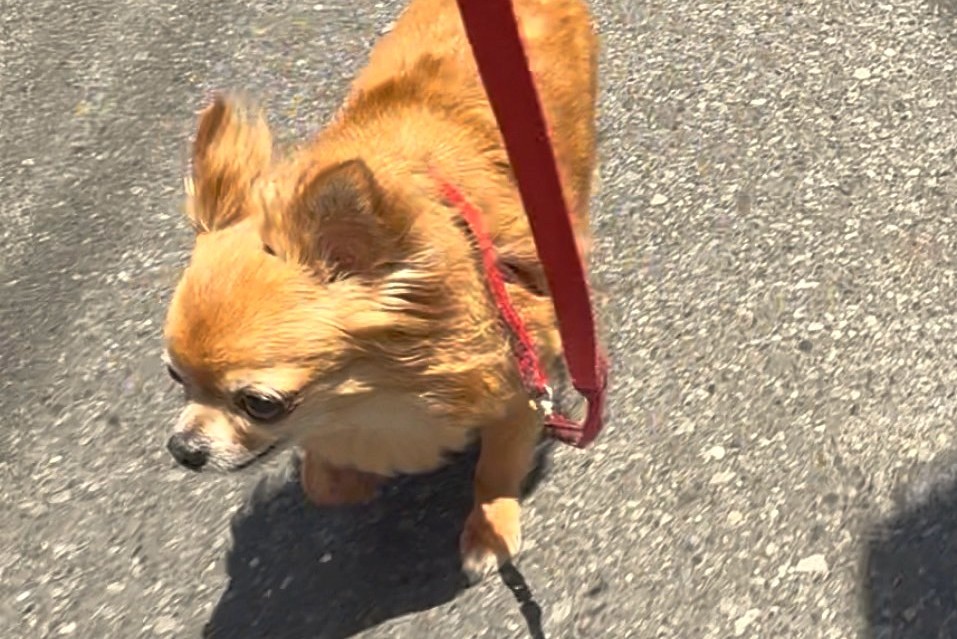 散歩中に外の空気を感じている保護犬チワワのラテまる