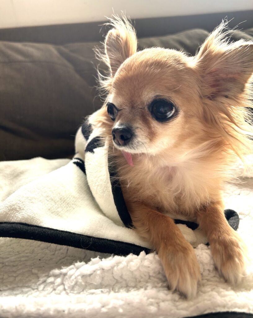 新しい環境に慣れつつある保護犬のチワワのラテまる