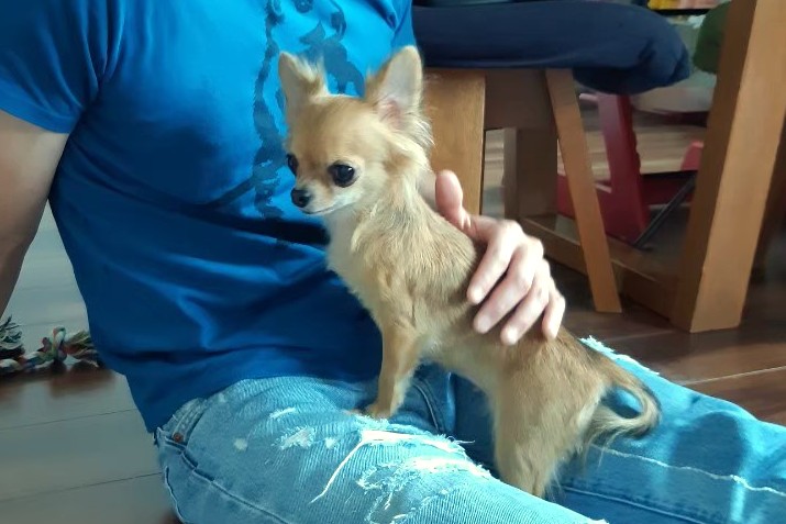 新しい家に来た保護チワワが安心してくつろいでいる様子
