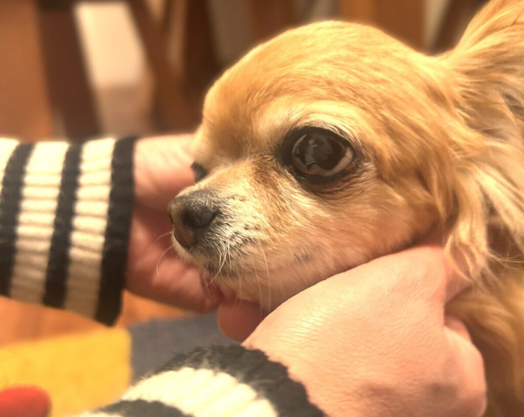 飼い主に撫でられて安心している保護犬チワワのラテまる