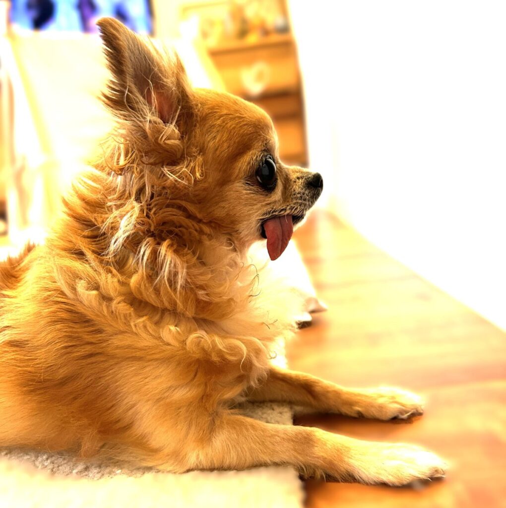 吠えないでママの帰りを待つ繁殖引退犬の保護犬チワワ(ラテまる)