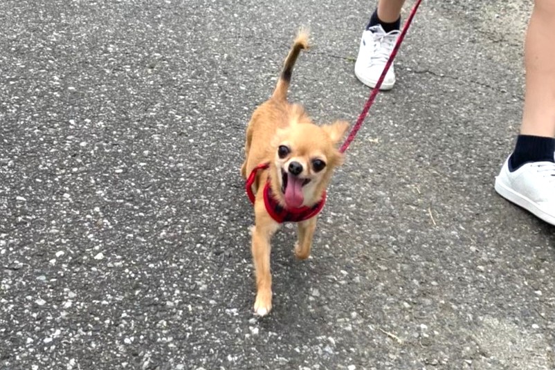 繁殖引退犬の保護犬チワワ(ラテまる)が散歩をしている様子
