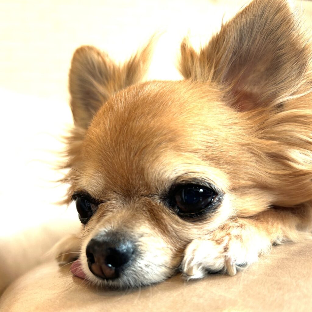 吠えない繁殖引退犬の保護犬ちわわのラテまる