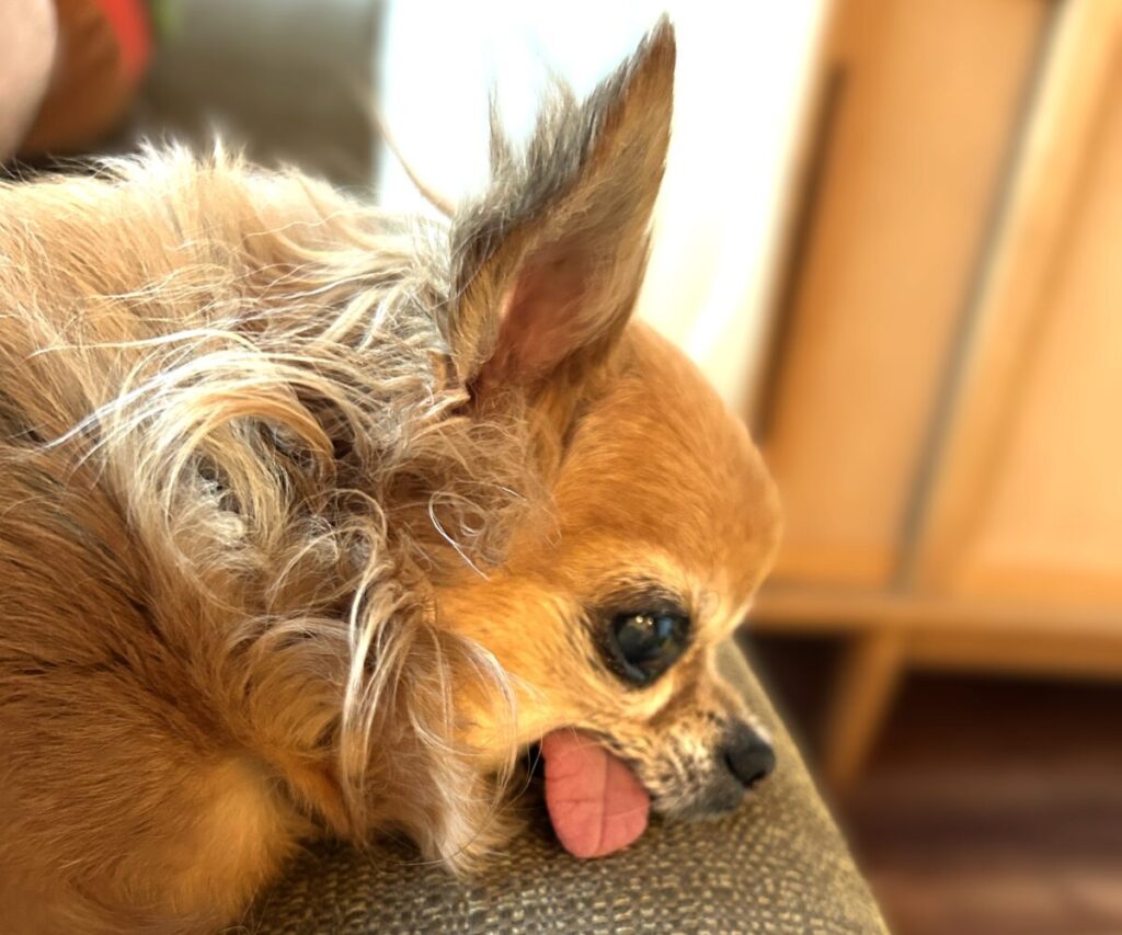 リラックして吠えない繁殖引退犬の保護犬チワワ(ラテまる)