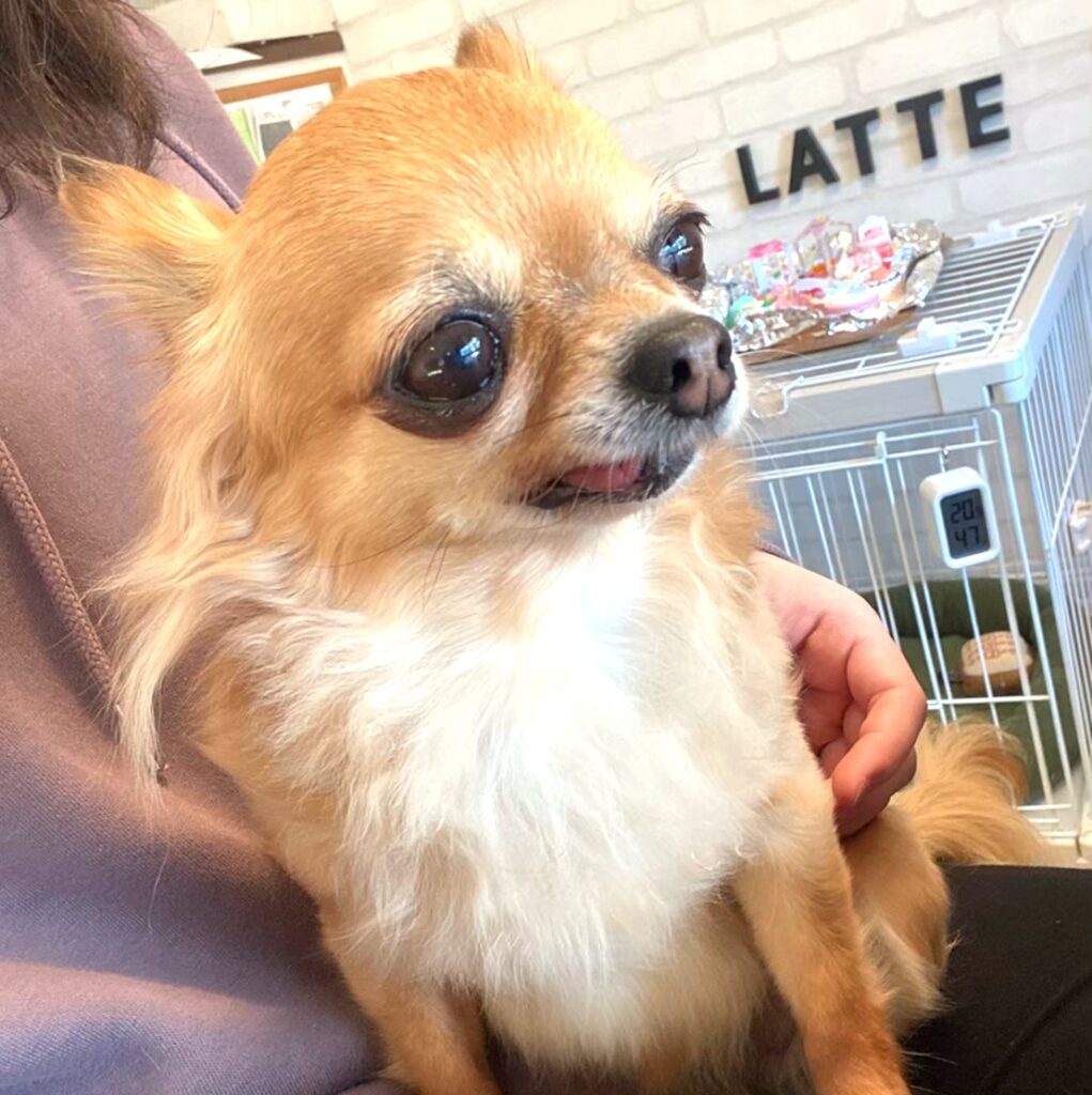 お姉ちゃんの膝の上で吠えない繁殖引退犬の保護犬チワワ(ラテまる)