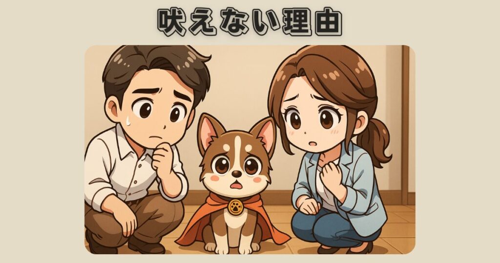 繁殖引退犬の保護犬チワワが吠えない理由
