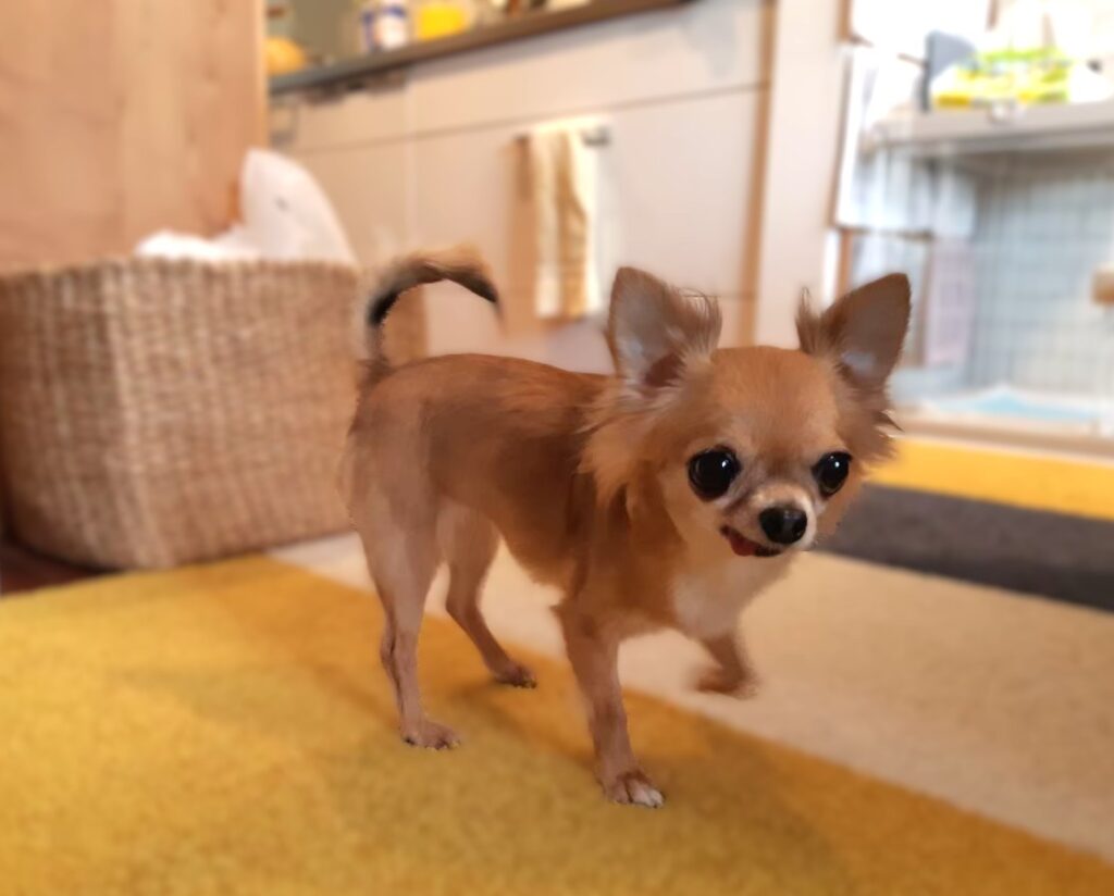 保護犬チワワのラテまるが、走り出す前の様子
