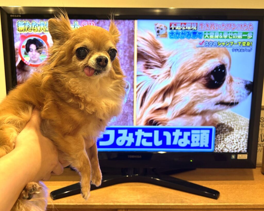 坂上どうぶつ王国で使用された、保護犬チワワ(ラテまる)の画像
テレビで放映されている様子