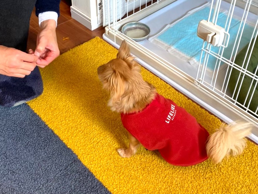 安心した表情でおやつをもらうチワワのラテまる