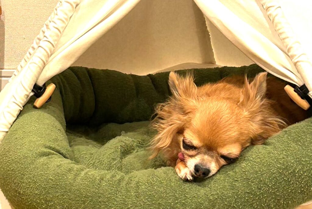 保護犬チワワのラテまるが、ハウスで眠る様子