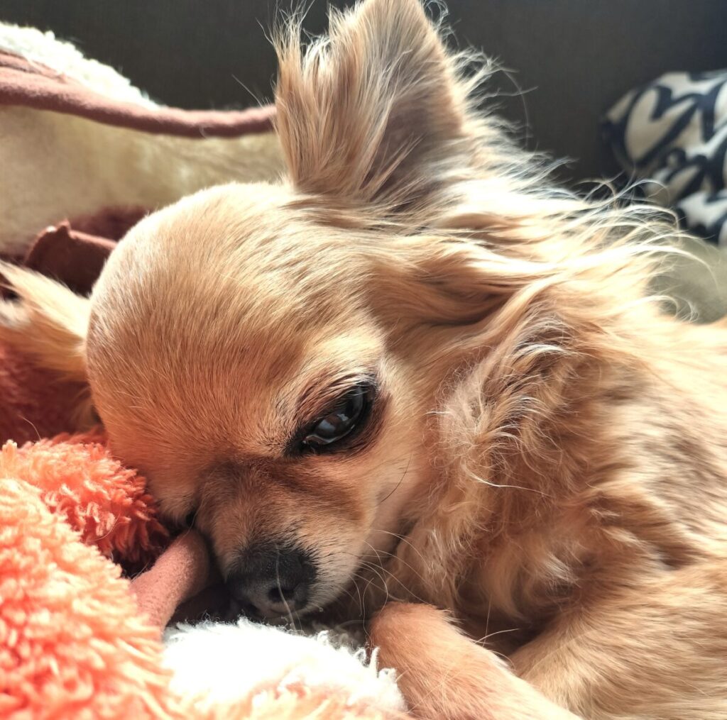 安心して眠りそうなチワワ