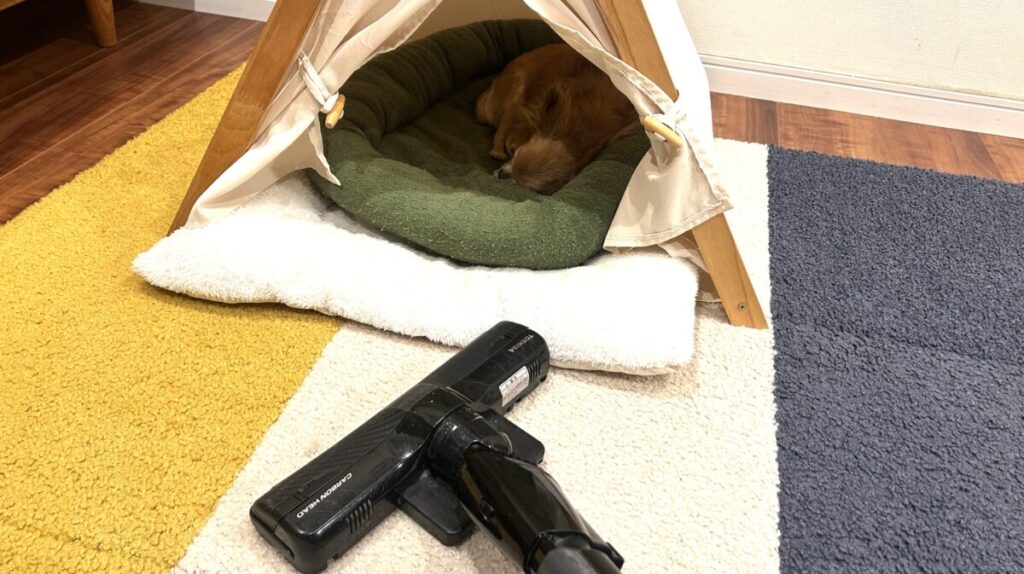 掃除機の音を気にせず眠る保護犬チワワのラテまる