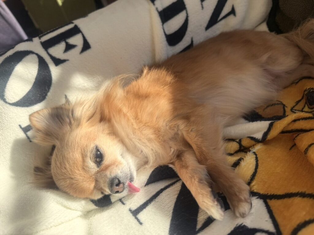 毛布にくるまれてくつろぐ保護犬チワワのラテまる。安心した表情でこちらを見つめている。