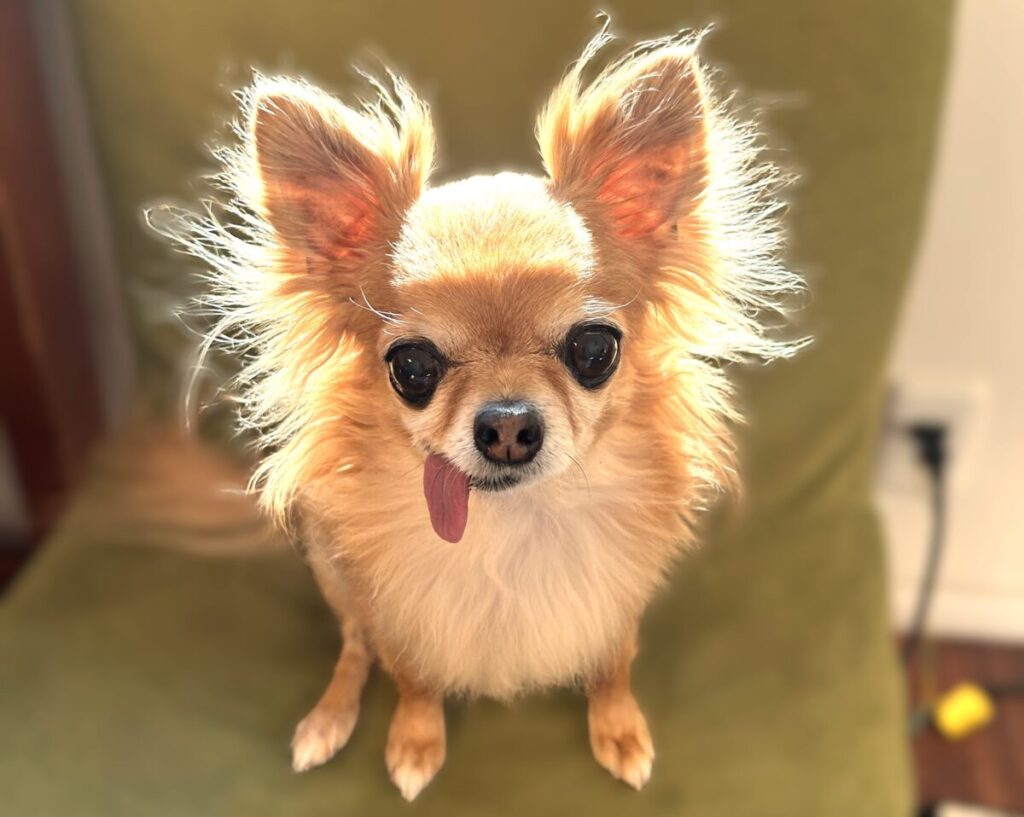 小さな体と丸い顔が印象的な保護犬チワワのラテまる