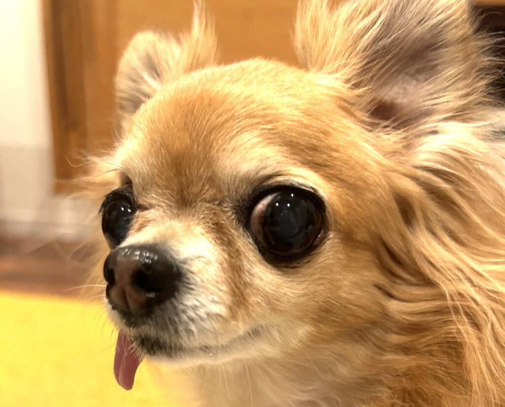 振り返りながらニコッと笑うような表情を見せている保護犬チワワのラテまる。飼い主さんの勉強やがんばりをやさしく見守っているように見える。