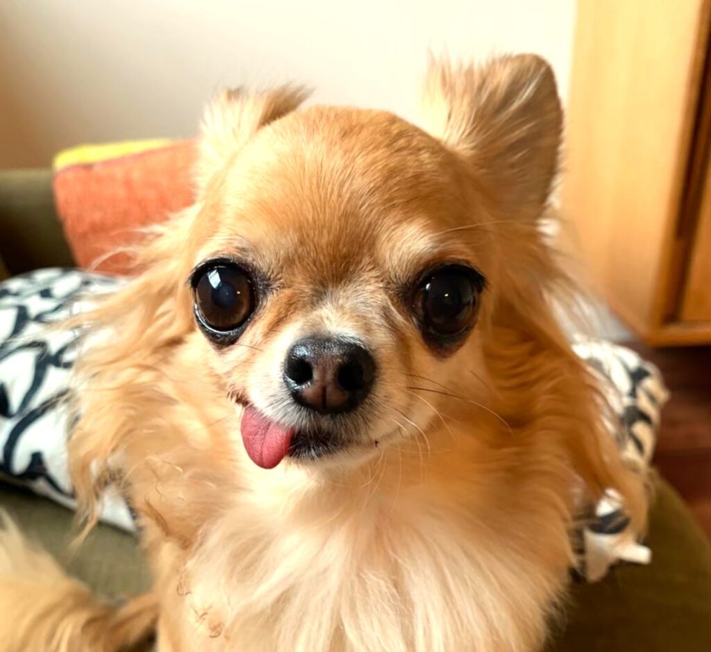 笑顔の保護犬チワワのラテまる