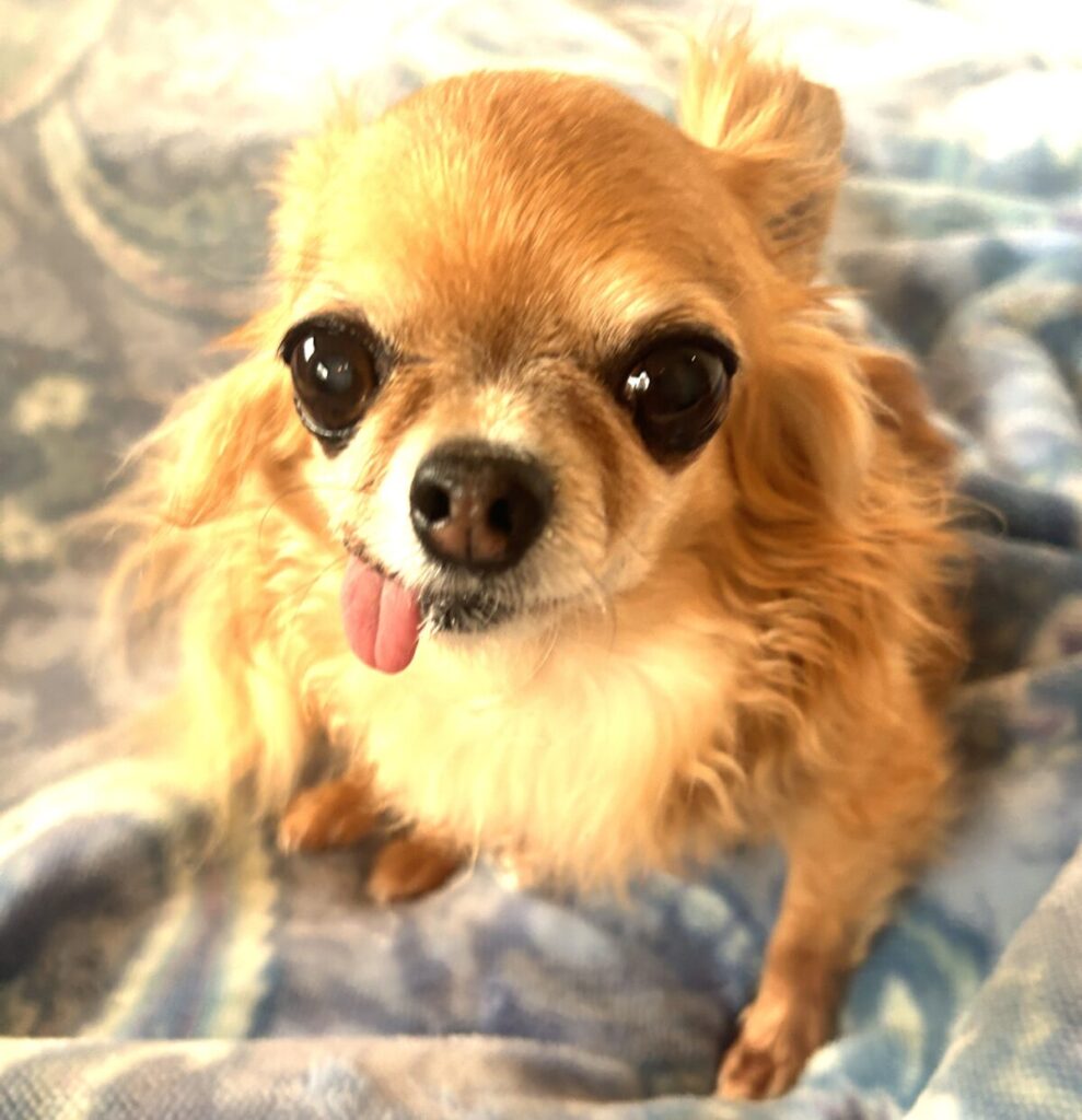 保護犬チワワのラテまるが笑っている様子