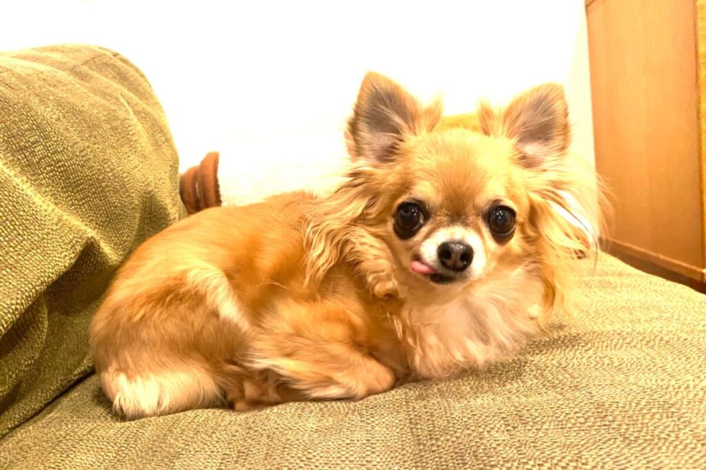 お気に入りのソファーの上で微笑む保護犬チワワのラテまる