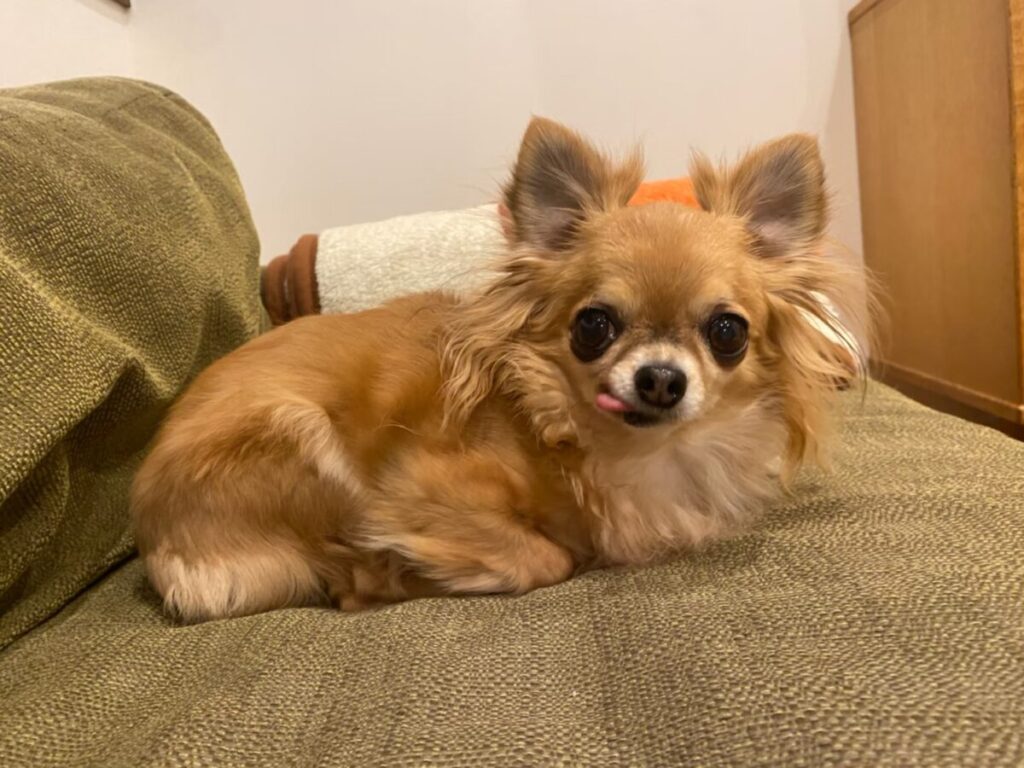 後ろを振り返りながら微笑む保護犬チワワのラテまる。安心した表情で穏やかに過ごしている様子