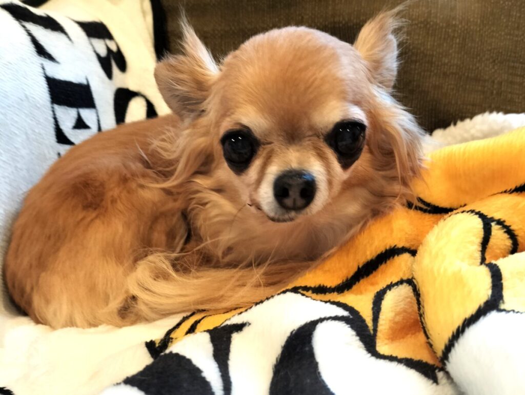 毛布の上で笑顔を見せる保護犬チワワのラテまる。安心した表情でくつろいでいる様子。
