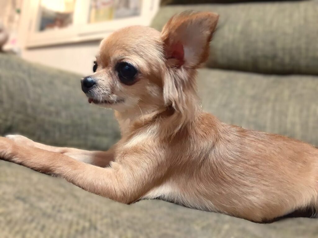 新しい生活に慣れて笑顔を見せる保護犬チワワのラテまる