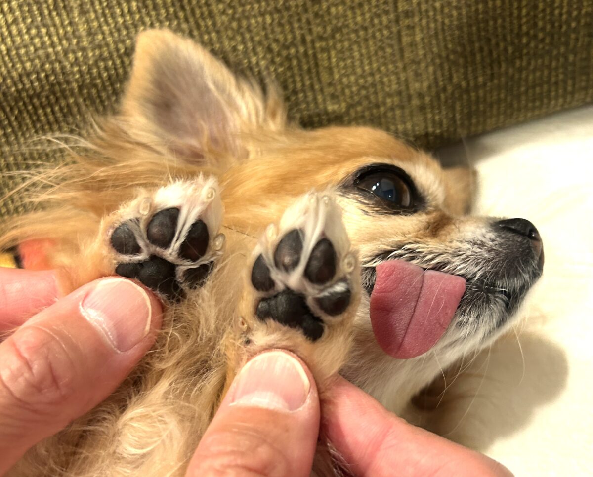 ふれあい肉球ジェルを使ってしっとり柔らかくなった保護犬チワワのラテまるの肉球