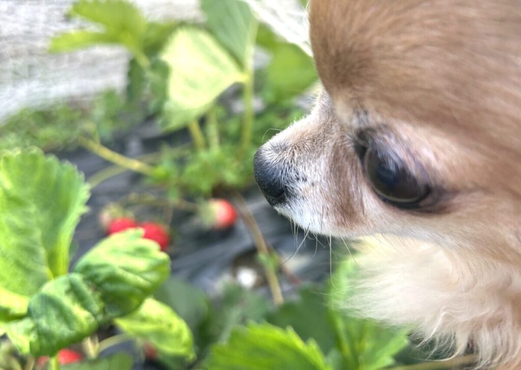 イチゴをみつめる保護犬チワワのラテまる