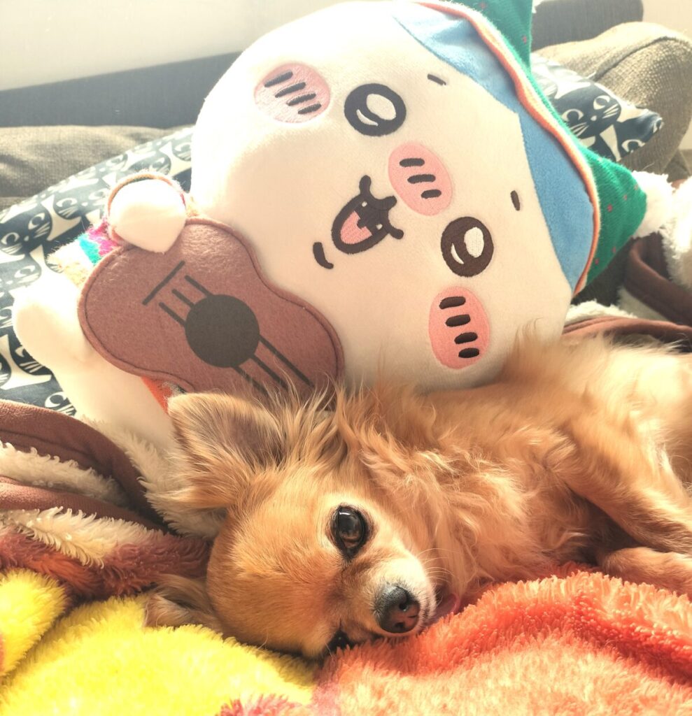 毛布の上でぬいぐるみと一緒に戯れる、保護犬チワワのラテまる