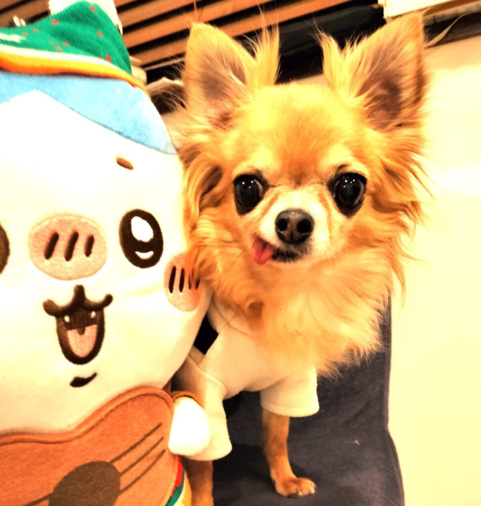 ぬいぐるみとチワワ