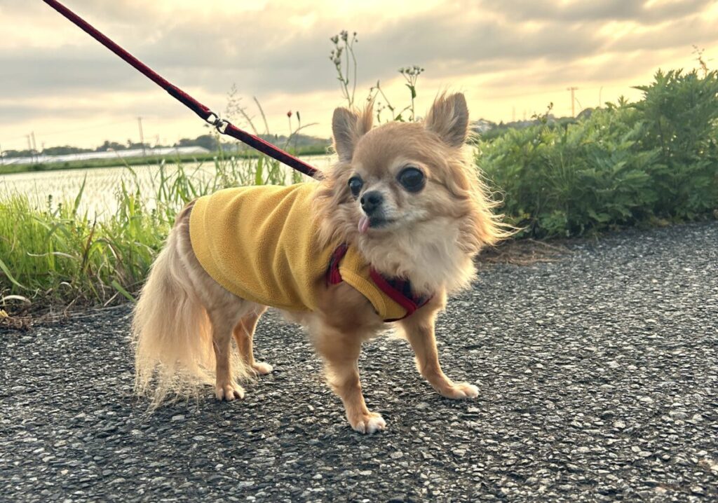 保護犬チワワのラテまるが、夕焼けの中をお散歩する様子