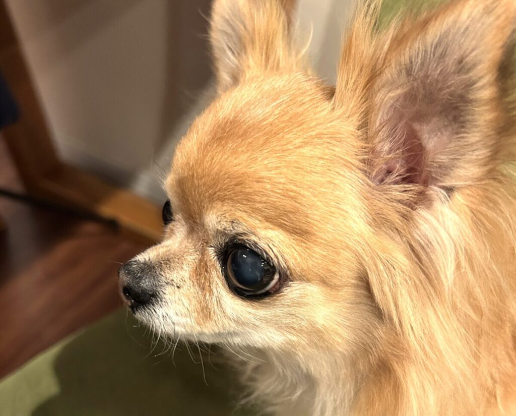 涙やけが改善して目の下がきれいになったチワワのラテまる アフターの様子