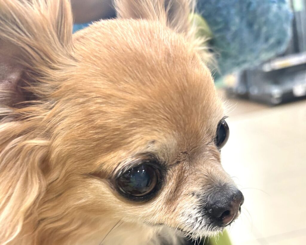 保護犬チワワのラテまるの涙やけ改善後の様子