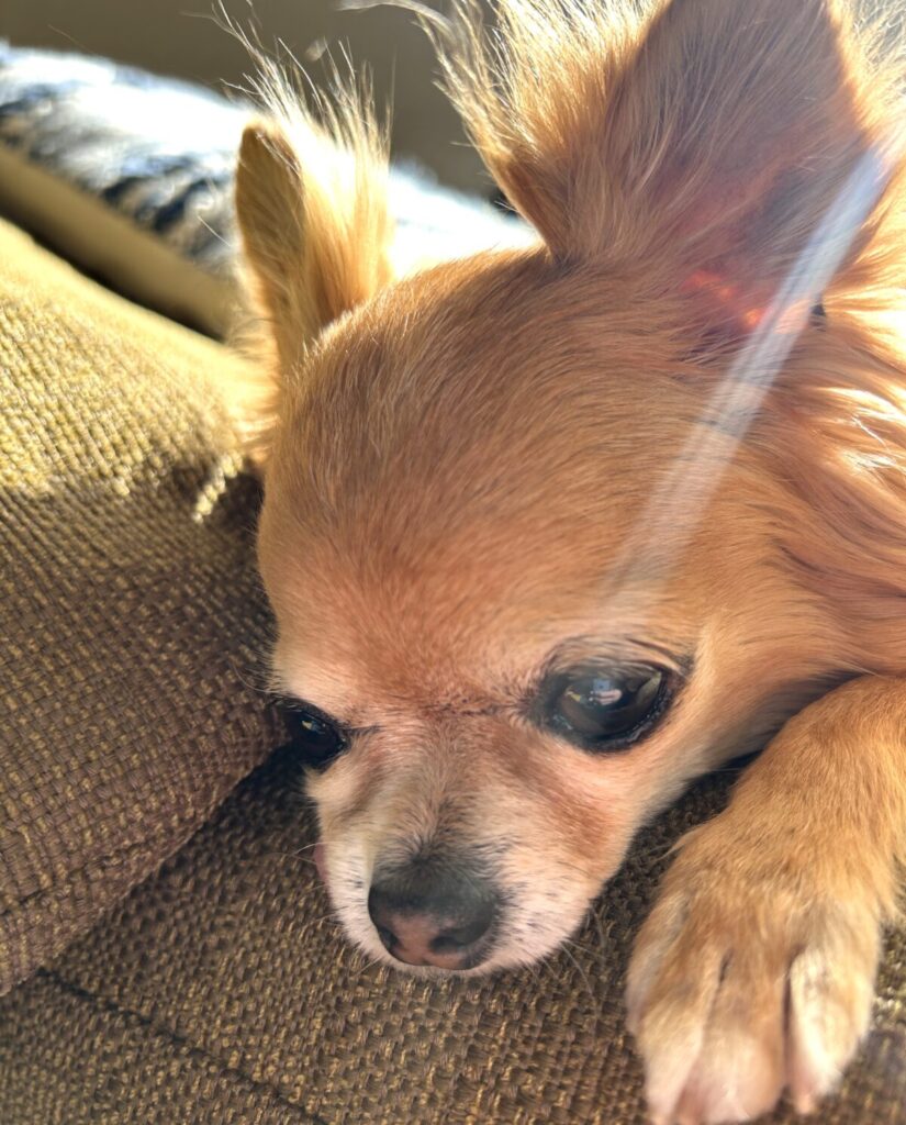 涙やけがやわらぎ目の下がきれいになったチワワのラテまるの変化後の様子