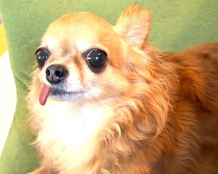 目の下が黒く涙やけが見られる保護犬チワワのラテまるの初期の様子