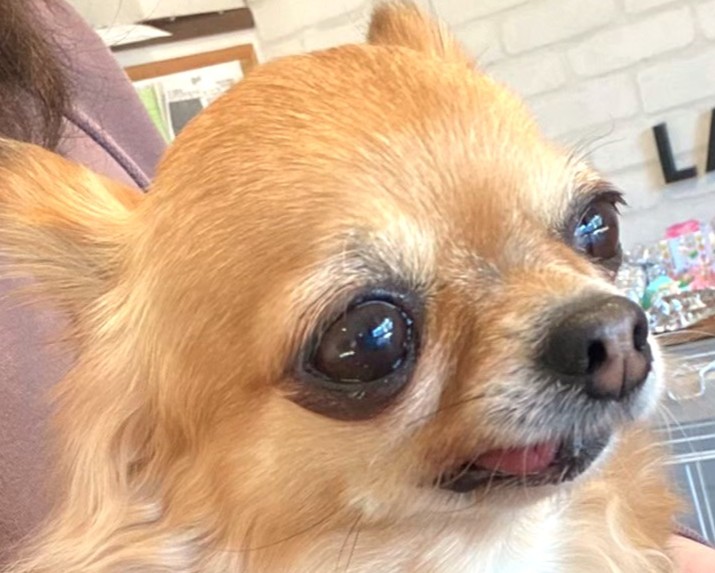 保護犬チワワのラテまるの涙やけ改善前の様子