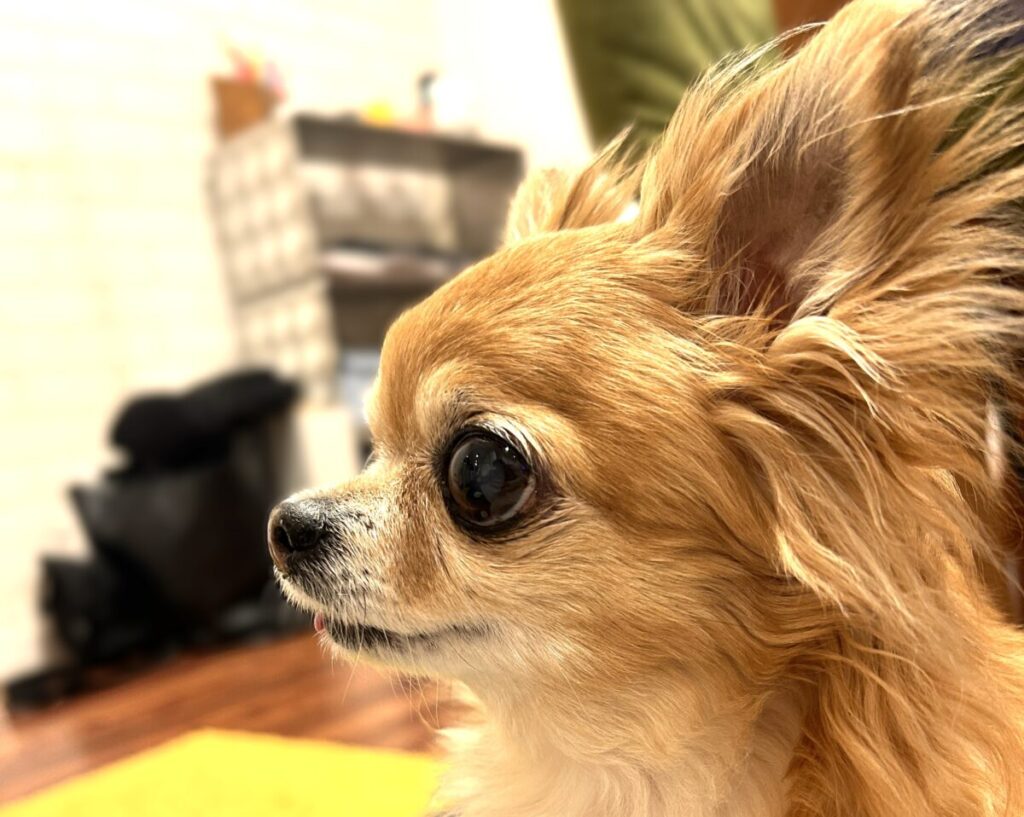 涙やけが改善して目の下がきれいになったチワワ ラテまるの様子