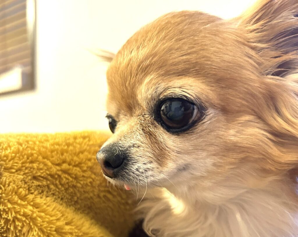 涙やけが少しずつ改善してきたチワワのラテまるの変化の様子