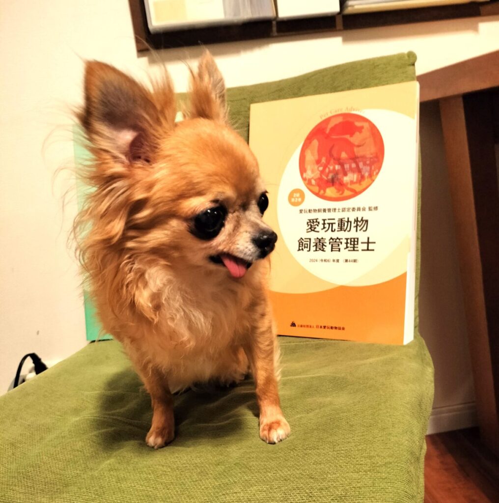 愛玩動物飼養管理士2級のテキストと、元保護犬チワワのラテまるが並んでいる様子の写真