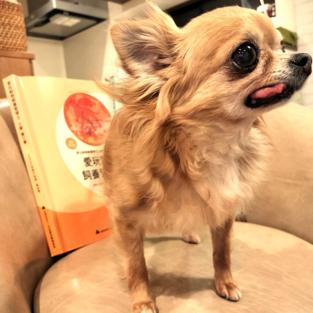 愛玩動物飼養管理士2級の公式テキストと並ぶ元保護犬チワワのラテまるの写真