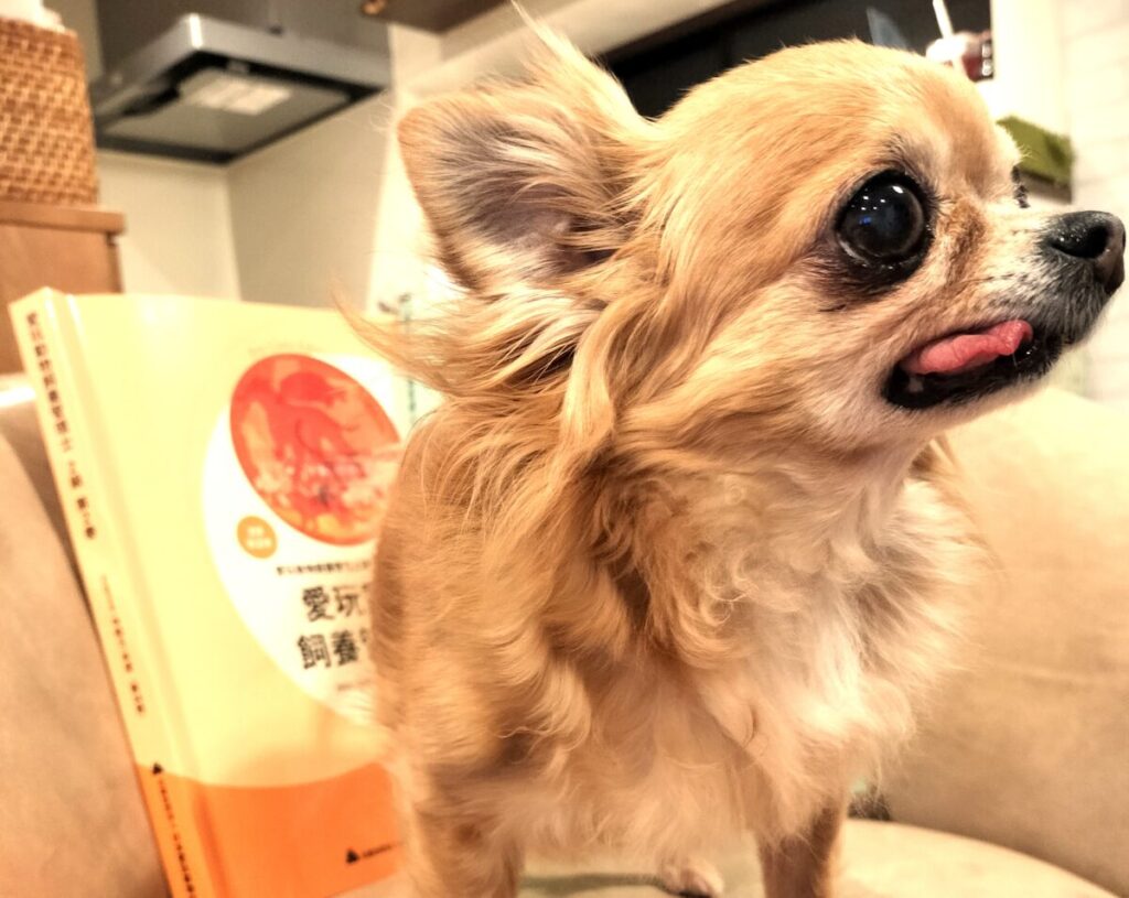 愛玩動物飼養管理士2級テキストと保護犬チワワのラテまる