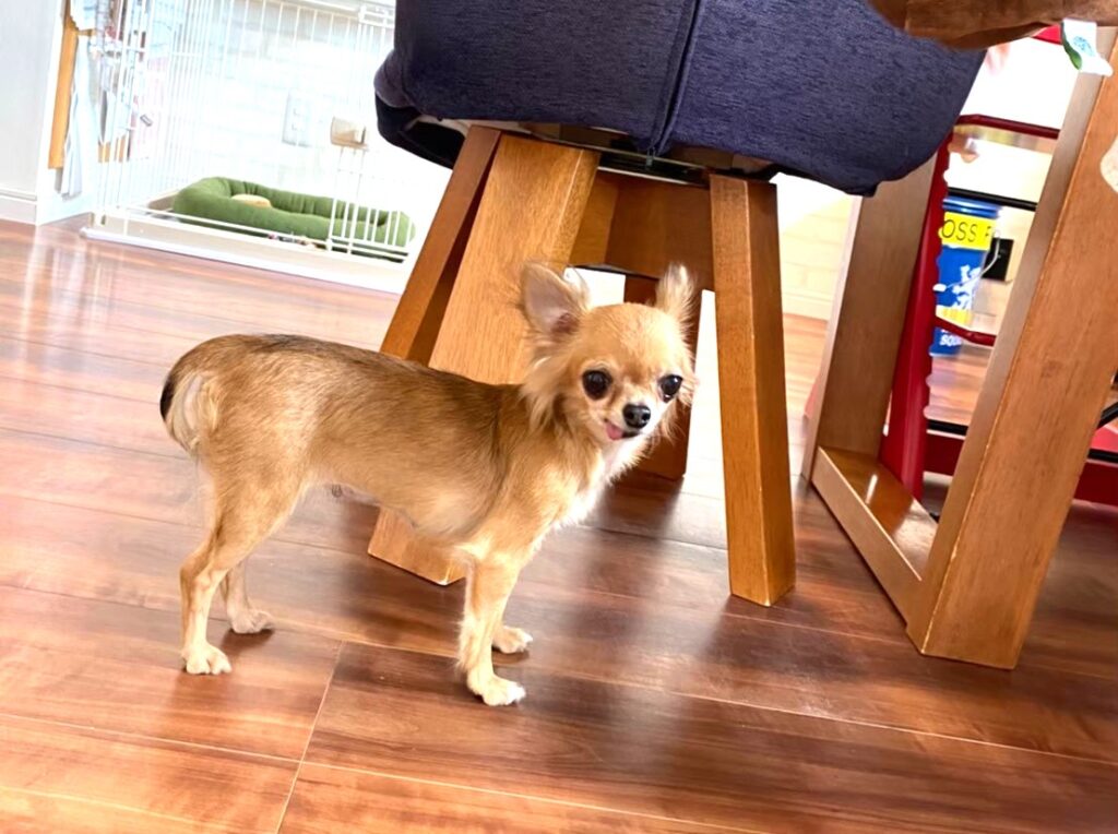 我が家に保護犬チワワのラテまるをお迎えしたばかりの頃