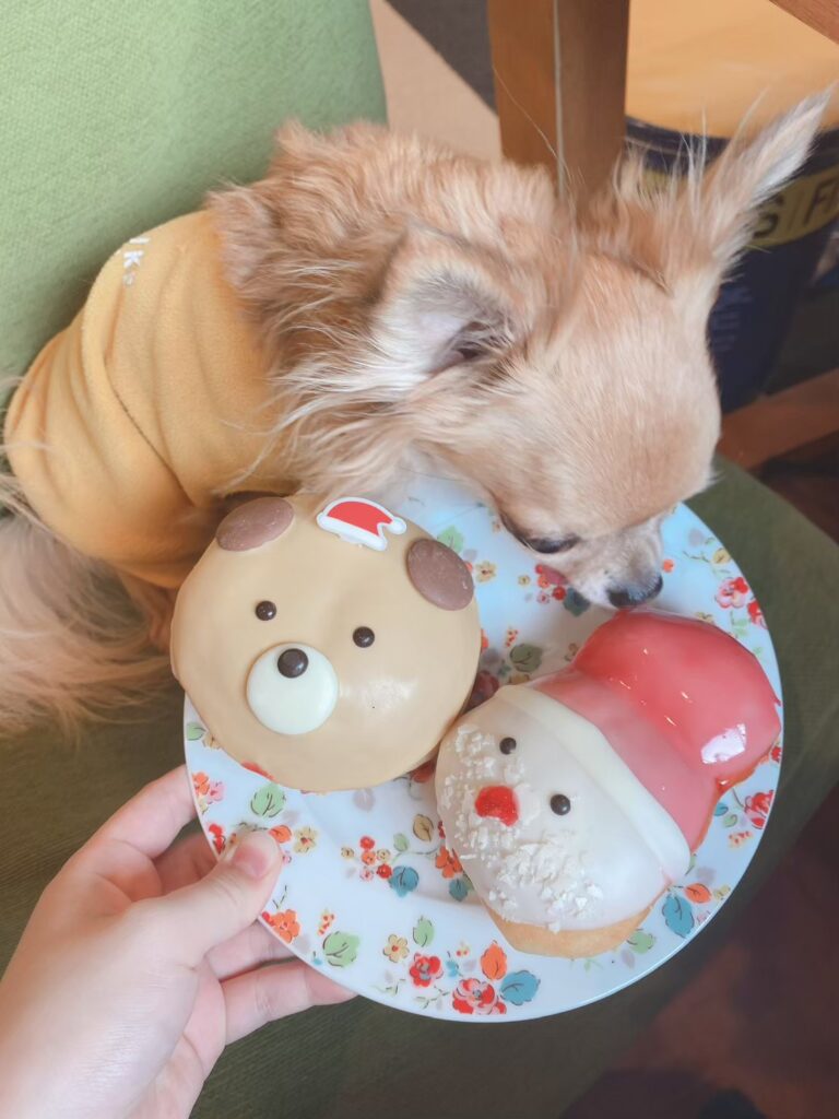 ドーナッツの匂いを嗅ぐ保護犬チワワのラテまる