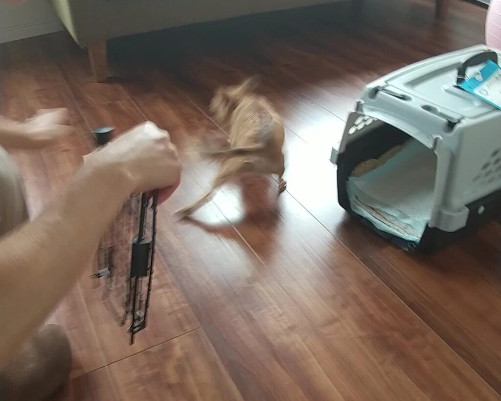 クレートから出た直後にフローリングで滑ったチワワのラテまる